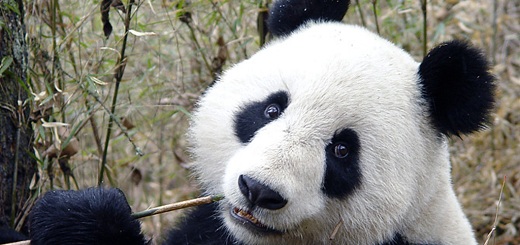 panda-gugl